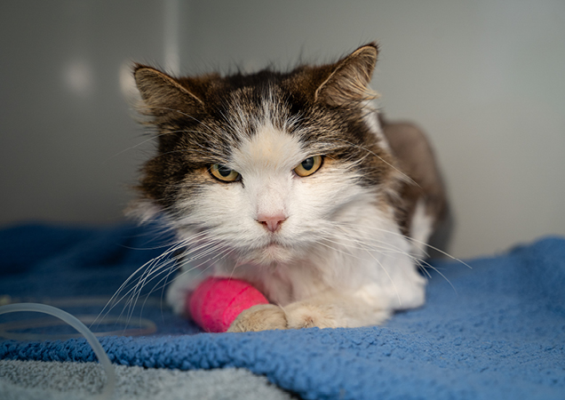 Dawn the cat recovering from tick paralysis.